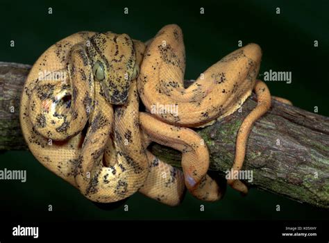 Amazon Tree Python 的图像结果