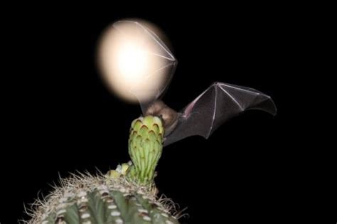 Image result for Bat Pollination