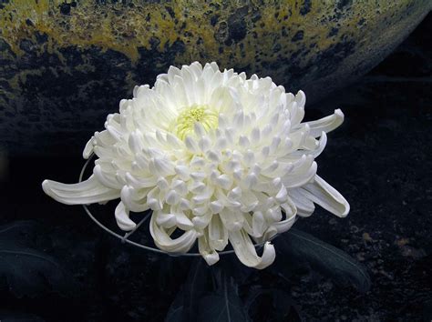 Types Of White Flowers Names 19 Stunning Blue Flowers You'll Love