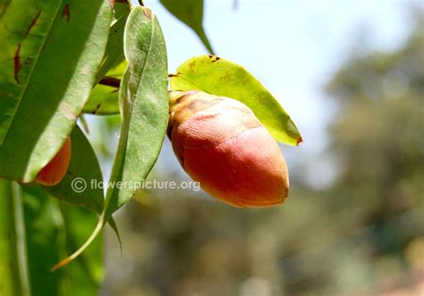 Brownea coccinea buds