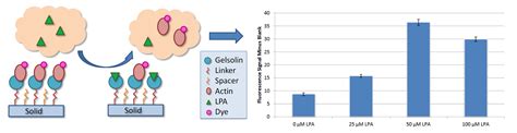 Detection of the Ovarian Cancer Biomarker Lysophosphatidic Acid in Serum