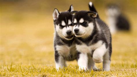 Pet shop in Kolkata | Online dog shop in Kolkata | Pet store Kolkata