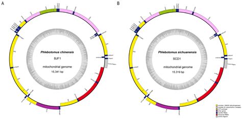 Establishment of Real-Time PCR Method to Differentiate Phlebotomus ...