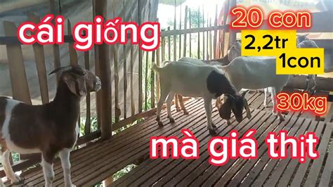 AMBIL SEKARANG