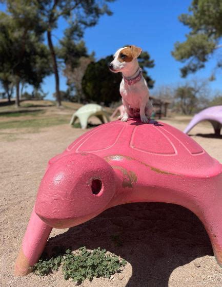 Image result for Mini Stumpy Jack Russell