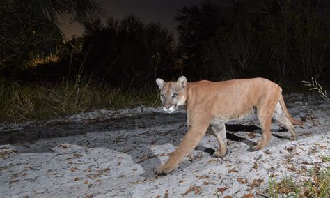 Florida Panther | Defenders of Wildlife
