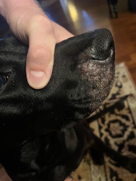 Sudden sore/scabbing on dog’s lip : r/vet