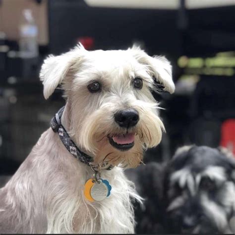 MAXX - Sumter Pet Sitters - A Wonderful Life - 2024 - TDI, AKC, CGC