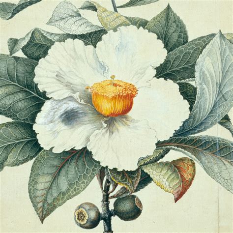 List Of Extinct Plants