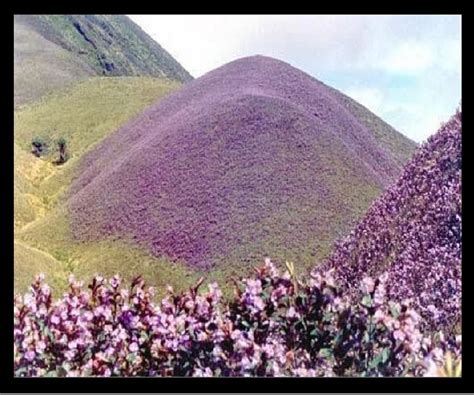 Rare Neelakurinji flowers which blossom once in 12 years form a blue ...