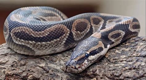 King Python 的图像结果