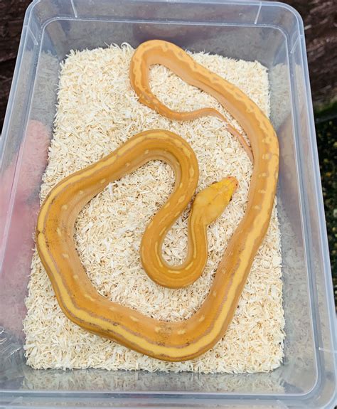 Image result for Reticulated Python Paradox