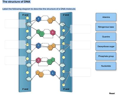 DNA Label 的图像结果