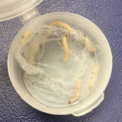 Indian meal moths: Dealing with pantry moth infestations in the home