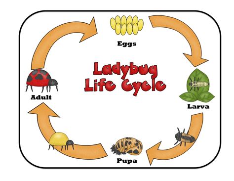 Ladybug life cycle, Preschool printables, Ladybug