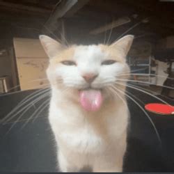 Free Huge Cat Code Roblox 的图像结果