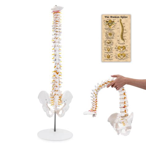 Buy Winyousk Medical Spine Model, Life Size Flexible Anatomical Human ...