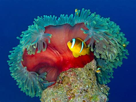 Red Sea 的图像结果