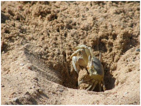 Individual Laterality in Ghost Crabs (Ocypode saratan) Influences ...