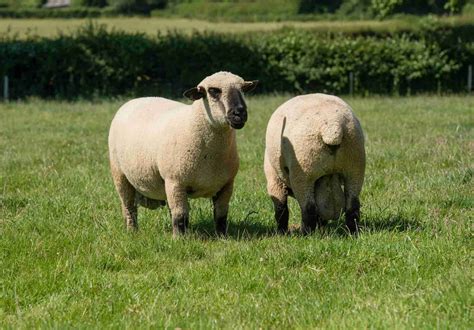 DNA - all you need to know! - Hampshire Down Sheep Breeders Association