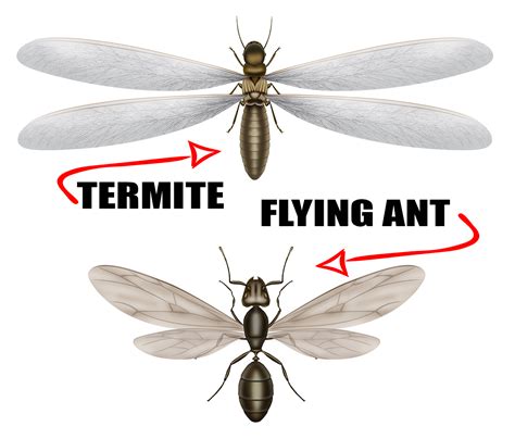 Termite Vs Ant