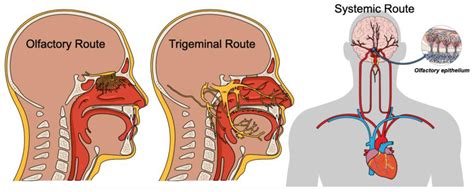 Nasal Microbiota and Neuroinflammation: Relationship between Nasal ...