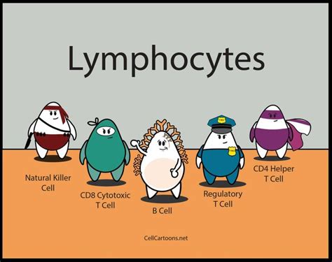 immune system cartoon