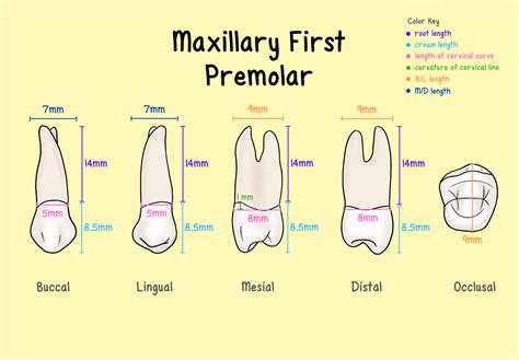 Premolars - My Dental Key