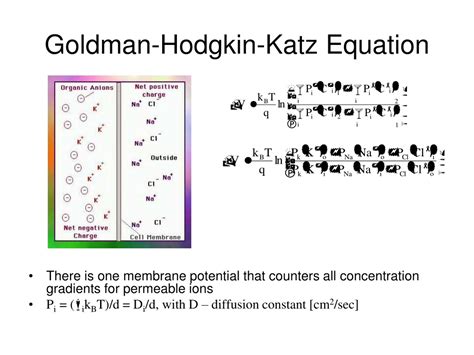 Goldman Hodgkin Katz Equation – Nordic Online