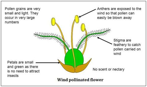 Describe the characteristics features of wind pollinated flowers ...