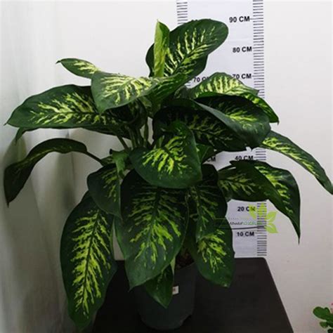 Dieffenbachia tropic snow – Mashtal Alhadaf