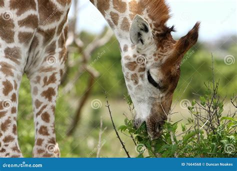 Giraffe Eating Leaves stock photo. Image of eating, leaf - 7664568