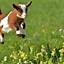 Image result for Cute White Baby Animals