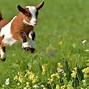 Image result for Fluffy Baby Goat