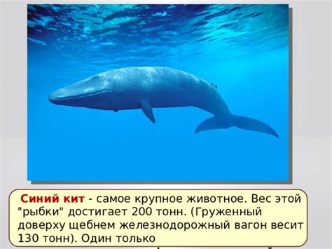 Презентация на тему "Отряд Китообразные"
