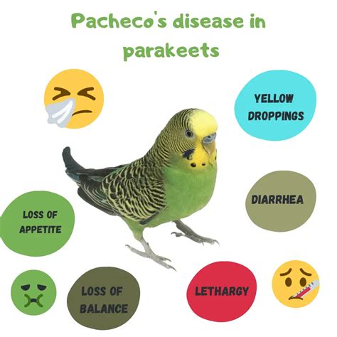 Sick Parakeet 的图像结果