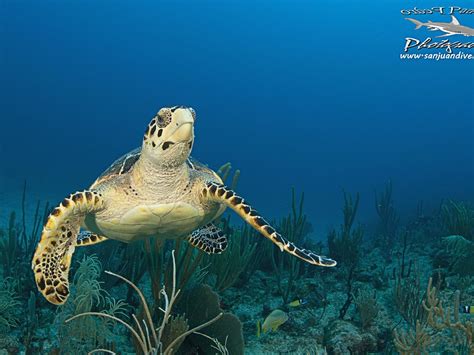 ISLAND SCUBA - All You Need to Know BEFORE You Go 2026 (with Photos ...