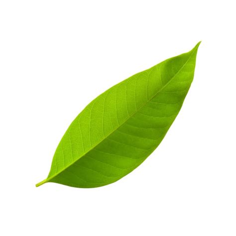 Leaves png Images - Free Download on Freepik