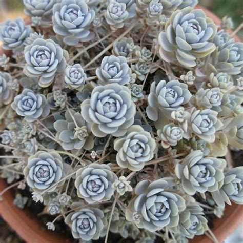 Orostachys iwarenge - Chinese Dunce Cap - Gabbar Farms
