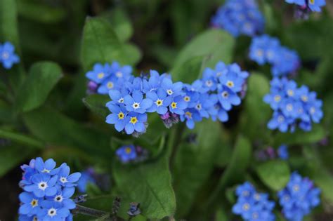 National Trust Gardens: Delicate Small Blue Flowers