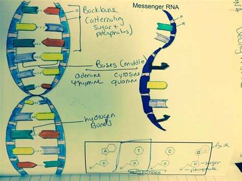 Coloring DNA Worksheet Answers 的图像结果