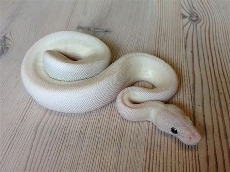 Image result for Super Bamboo Ball Python