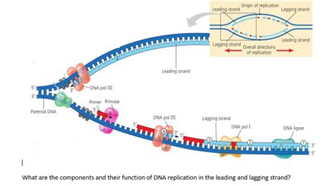 DNA Replication 的图像结果