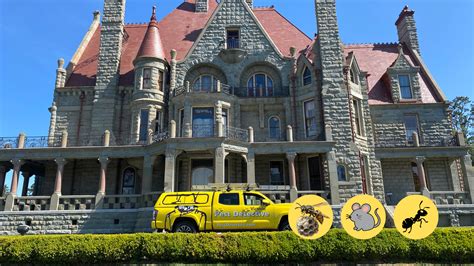 How Much Does Pest Control Cost in Victoria BC? | Pest Detective