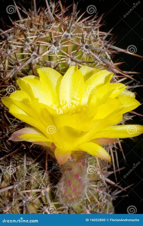 Golden Easter Lily Cactus stock photo. Image of cactus - 16052800