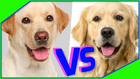 Golden retriever VS Labrador retriever