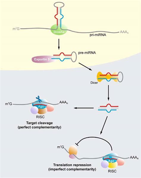 Image result for microRNA Design