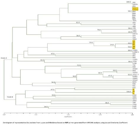 Genetic Diversity of Fusarium oxysporum f. sp. cubense Causing Panama ...