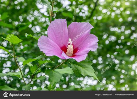 Korean National Flower Mugunghwa