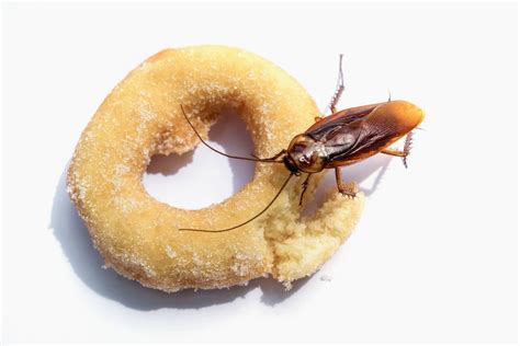 Does Mice Eat Cockroaches at Cayla Dowden blog